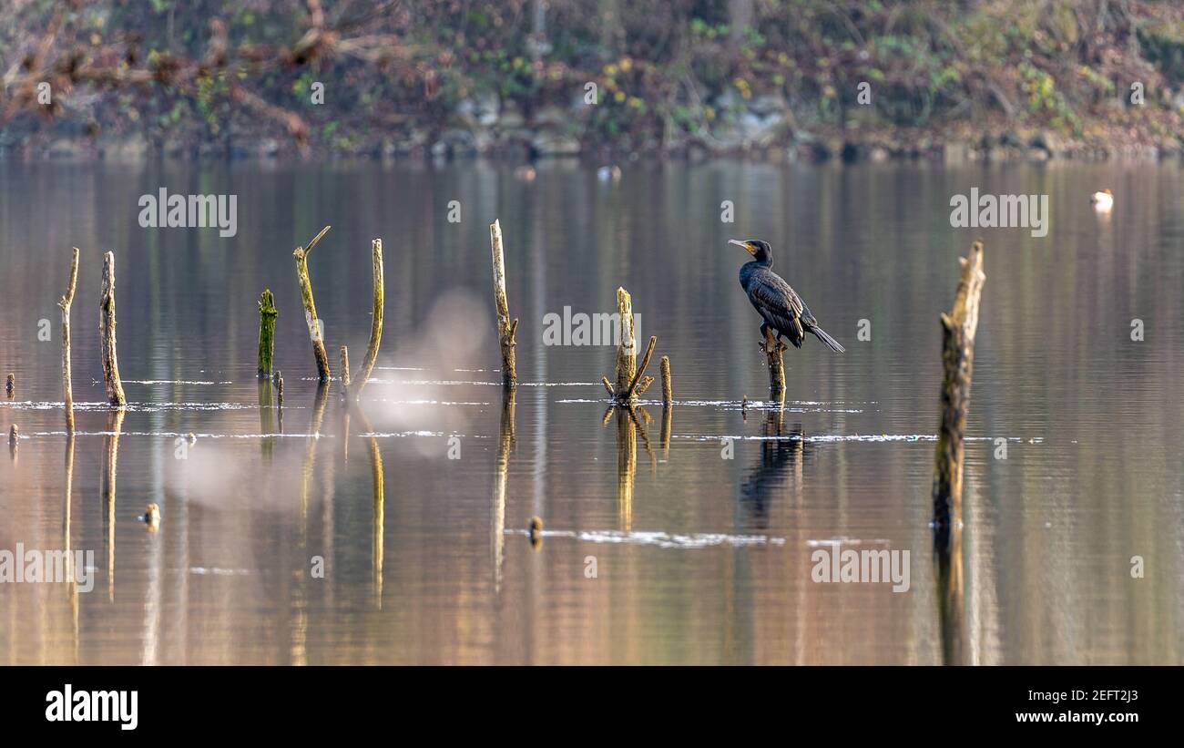 Grand Cormorant noir reposant sur un arbre à musc dans un lac, hesse, allemagne Banque D'Images