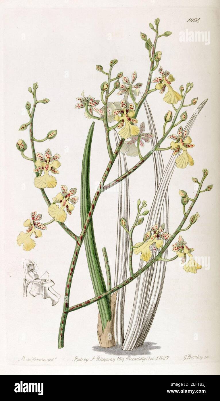 Oncidium cebolleta ou Trichocentrum cebolleta - Edwards vol 23 pl 1994 (1837). Banque D'Images
