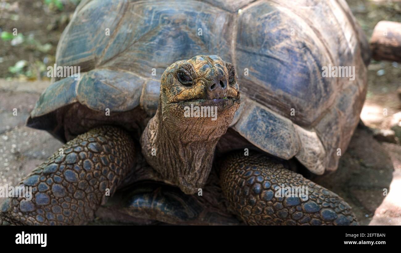 Tortue africaine géante Aldabra sur une île de l'océan Indien. Banque D'Images