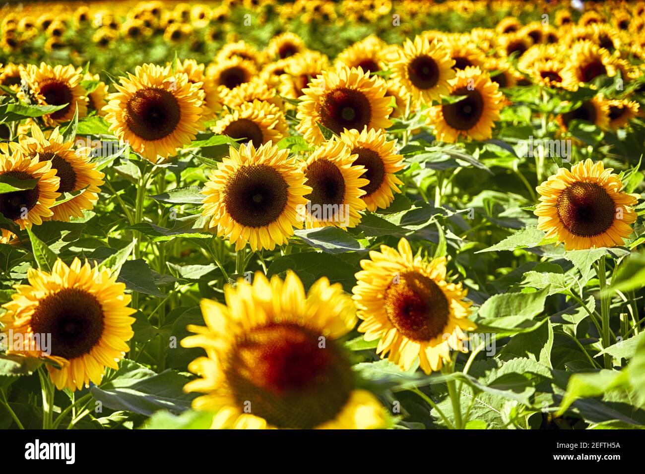 Sunflower Field View, New Jersey., États-Unis Banque D'Images