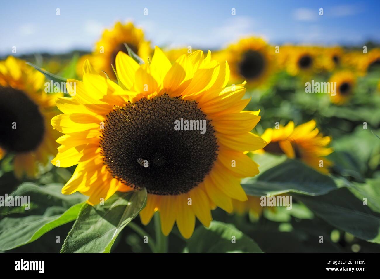 Vue rapprochée de Sunflowers Heads in a Field, New Jersey Banque D'Images
