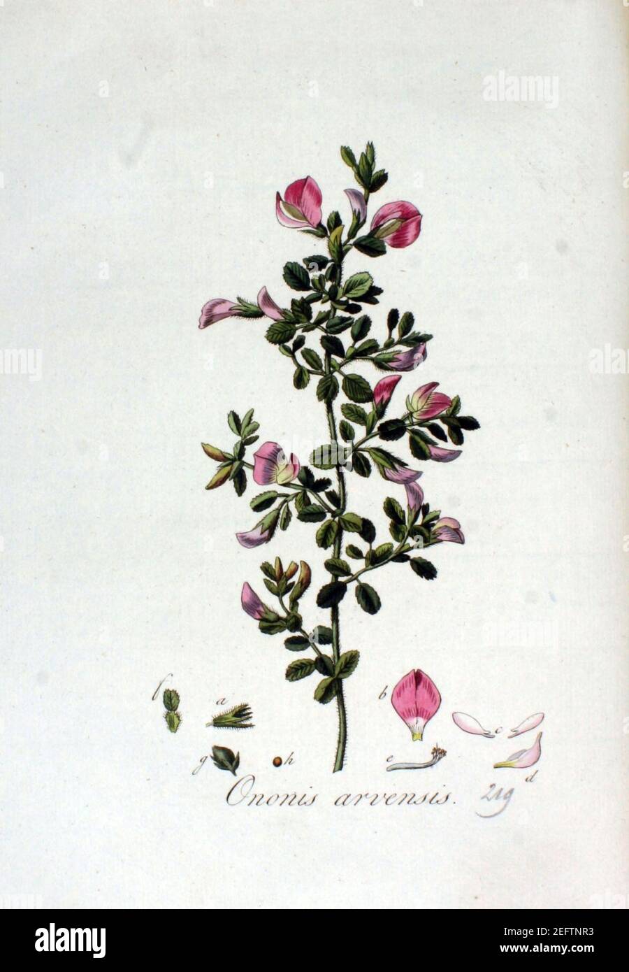 Ononis arvensis — Flora Batava — Volume v3. Banque D'Images