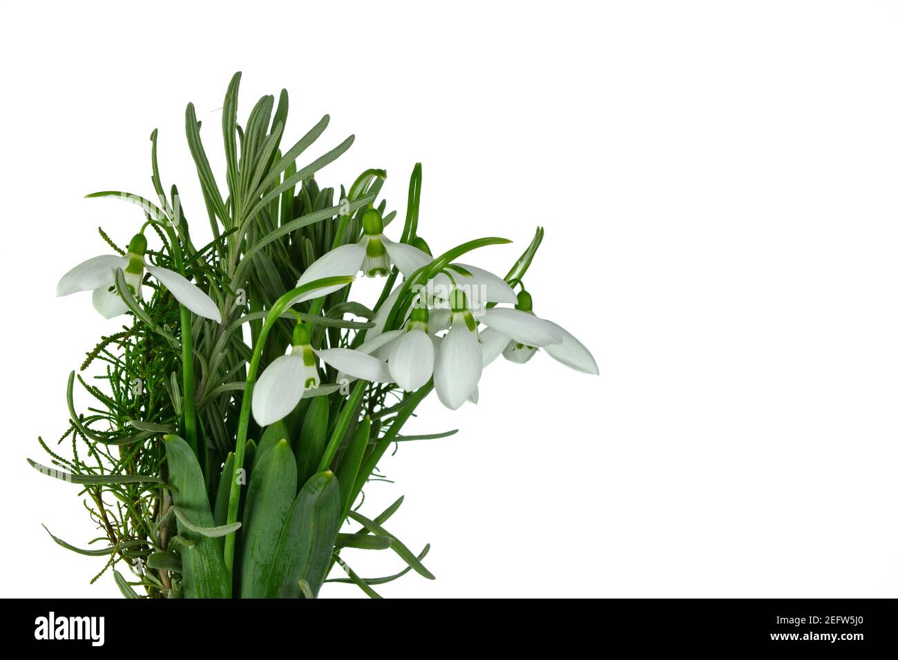 Fleurs en forme de goutte d'eau isolées sur fond blanc. Le printemps arrive bientôt. Banque D'Images