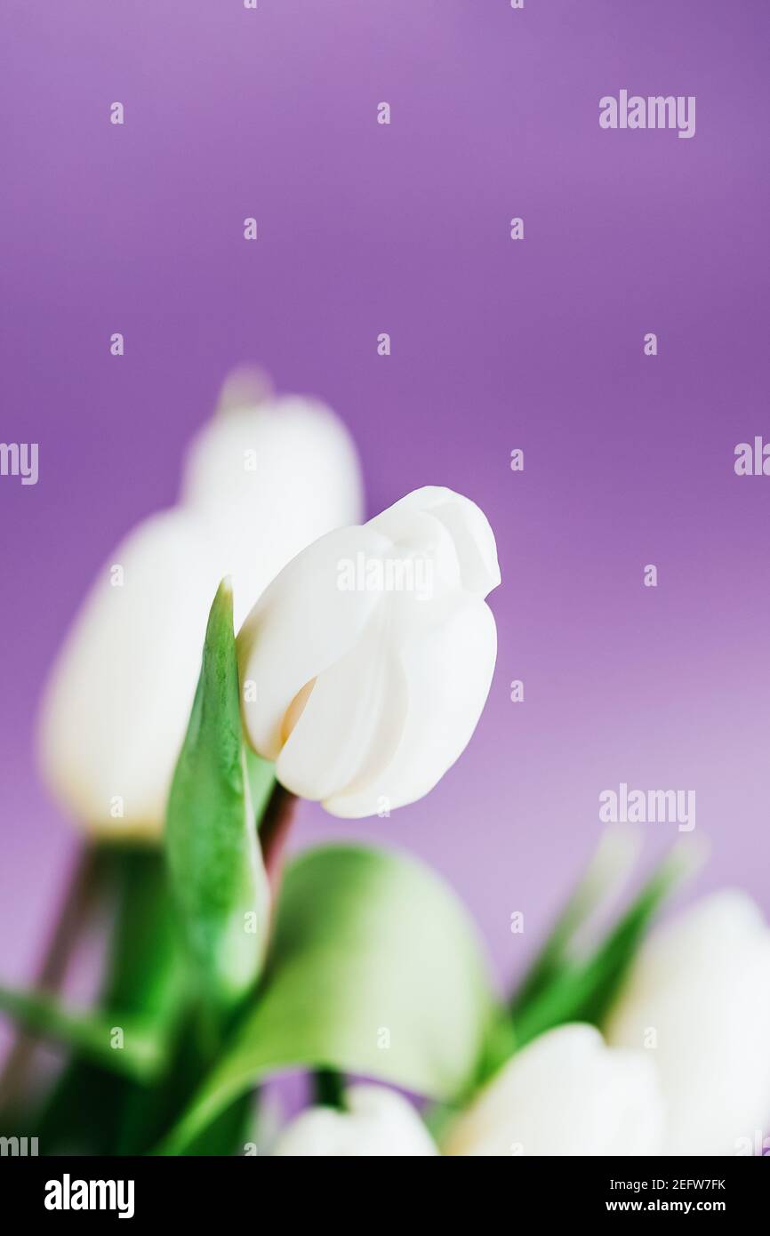 Bouquet de tulipes blanches sur fond violet clair Banque D'Images