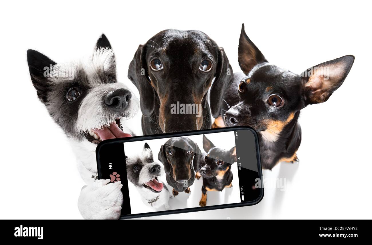 groupe d'équipe de chiens prenant un selfie isolé sur fond blanc, sourire et bonne photo Banque D'Images