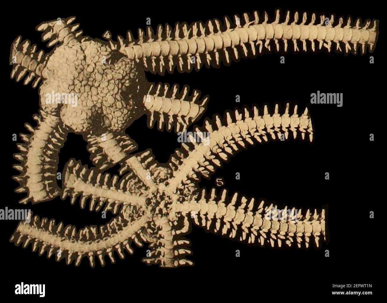 Ophiactis virens - Planche X (Koehler, 1914) (culture). Banque D'Images