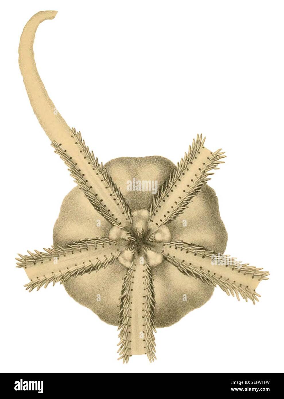 Ophioscolex glacialis - Taf. X (Müller & Troschel, 1842) (rogné). Banque D'Images
