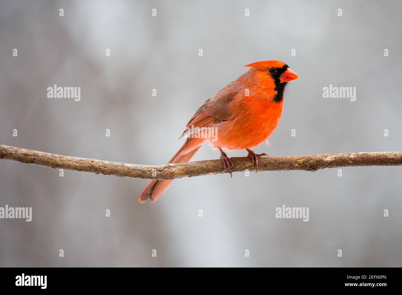 Cardinal (cardinalis cardinalis) perchée à l'horizontale sur une branche du Wisconsin Banque D'Images