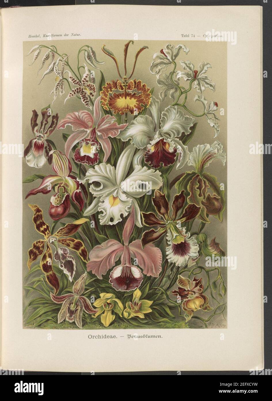 Orchideae. - Denusblamen - A. Giltsch, gemme. Banque D'Images