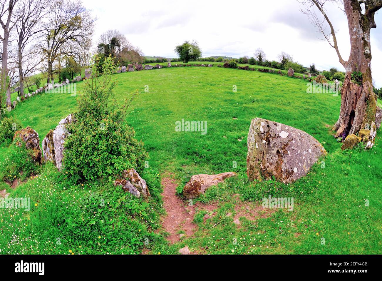 Bruff, Comté de Limerick The Grange Stone, la plus grande en Irlande et date de 2,000 avant JC pendant l'âge de bronze. Banque D'Images