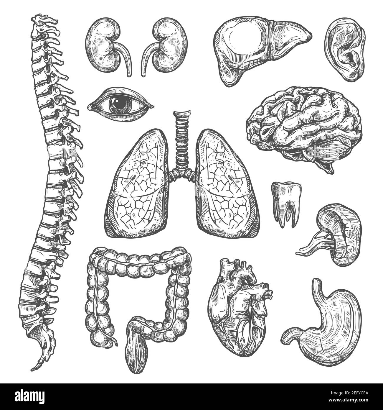 L'anatomie des organes du corps humain esquisse des icônes du coeur, du cerveau ou des poumons et des organes, des yeux, des dents ou de l'œsophage et de la rate du rein ou de la vessie. Ensemble isolé d'inter Illustration de Vecteur