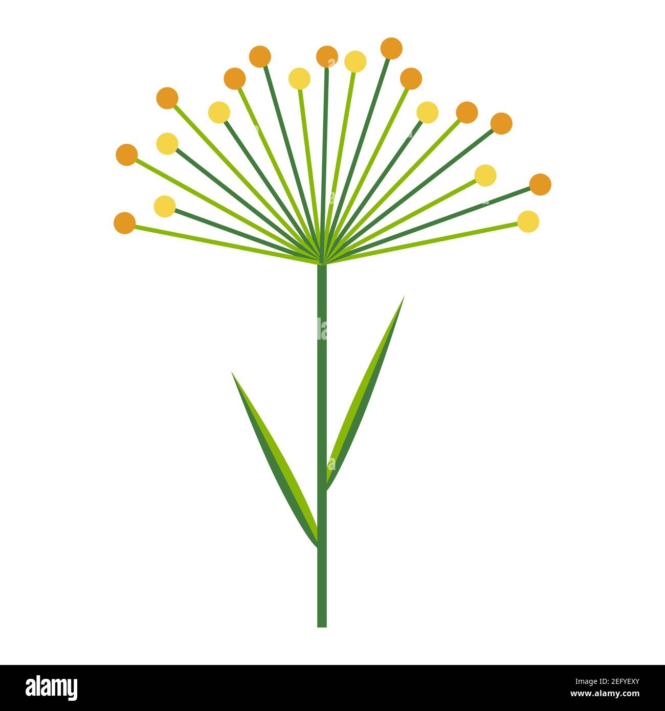 Parapluie d'aneth ou de plante de céréales. Branche simple minimaliste vert vif avec feuilles et fleurs jaunes. Collection nature de plantes colorées pour la mer Illustration de Vecteur