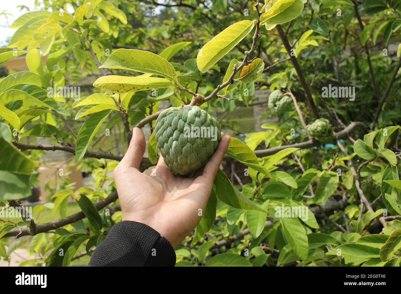 main d'un homme tenant des fruits srikaya qui est frais et prêt à être moissonné. plantation de fruits dans les hautes terres tropicales. Fruits asiatiques qui est rond a whi Banque D'Images