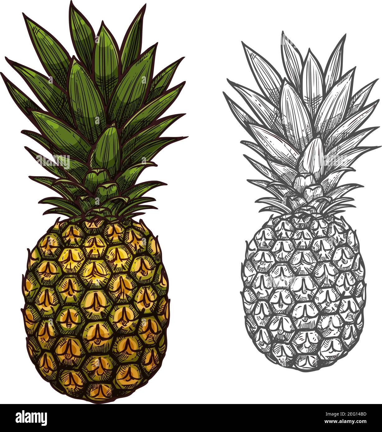 Dessin Isole De Fruits Tropicaux D Ananas Ananas Fraiches Et Mures Avec Bouquet De Feuilles Vertes Pour Boisson Fruitee Jus Ou Dessert Etiquette Nourriture De Regime Et Agr Image Vectorielle Stock Alamy