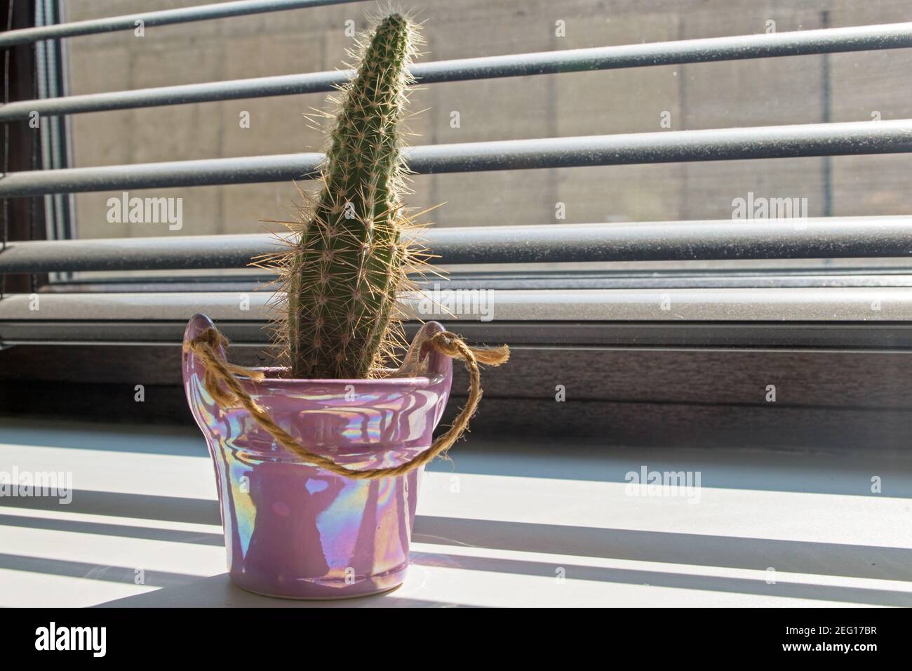 Mini cactus moelleux dans un vase décoratif rose debout dans la lumière du soleil de la fenêtre derrière les stores à travers lequel peut voir la structure en béton. Banque D'Images