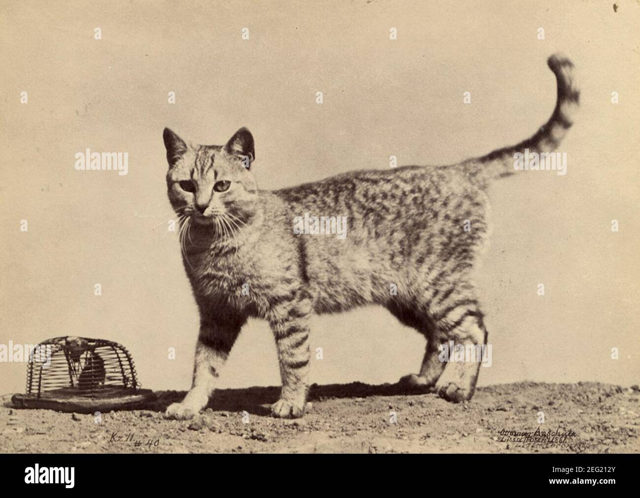 Ottomar Anschütz Cat avec mousetrap. Banque D'Images
