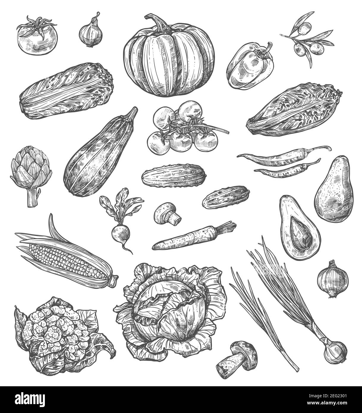 Ensemble de légumes et de champignons représentant des légumes frais de la ferme et de la nourriture végétarienne. Poivre, tomate et carotte, chou, oignon et courgettes, radis, ail an Illustration de Vecteur