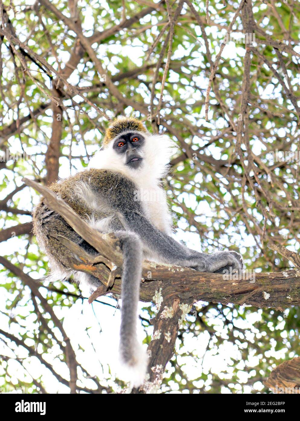 Un singe Grivet à Tigray, en Éthiopie. Banque D'Images