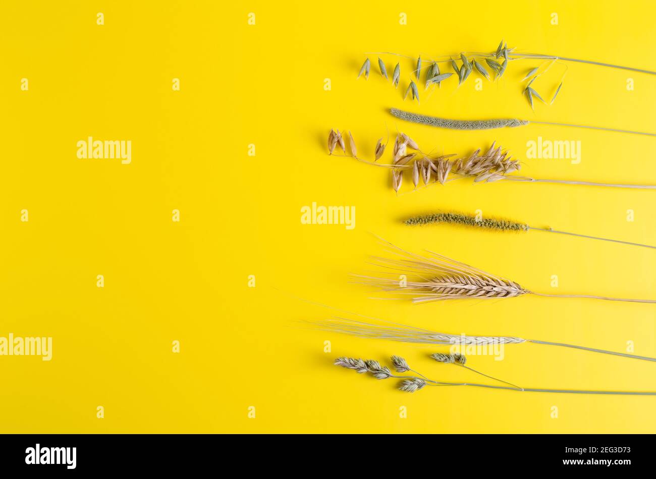 Herbes sèches - seigle, avoine, queue de bœuf, flocons d'avoine sur fond jaune avec une copie de l'espace et de la disposition plate, foyer sélectif Banque D'Images