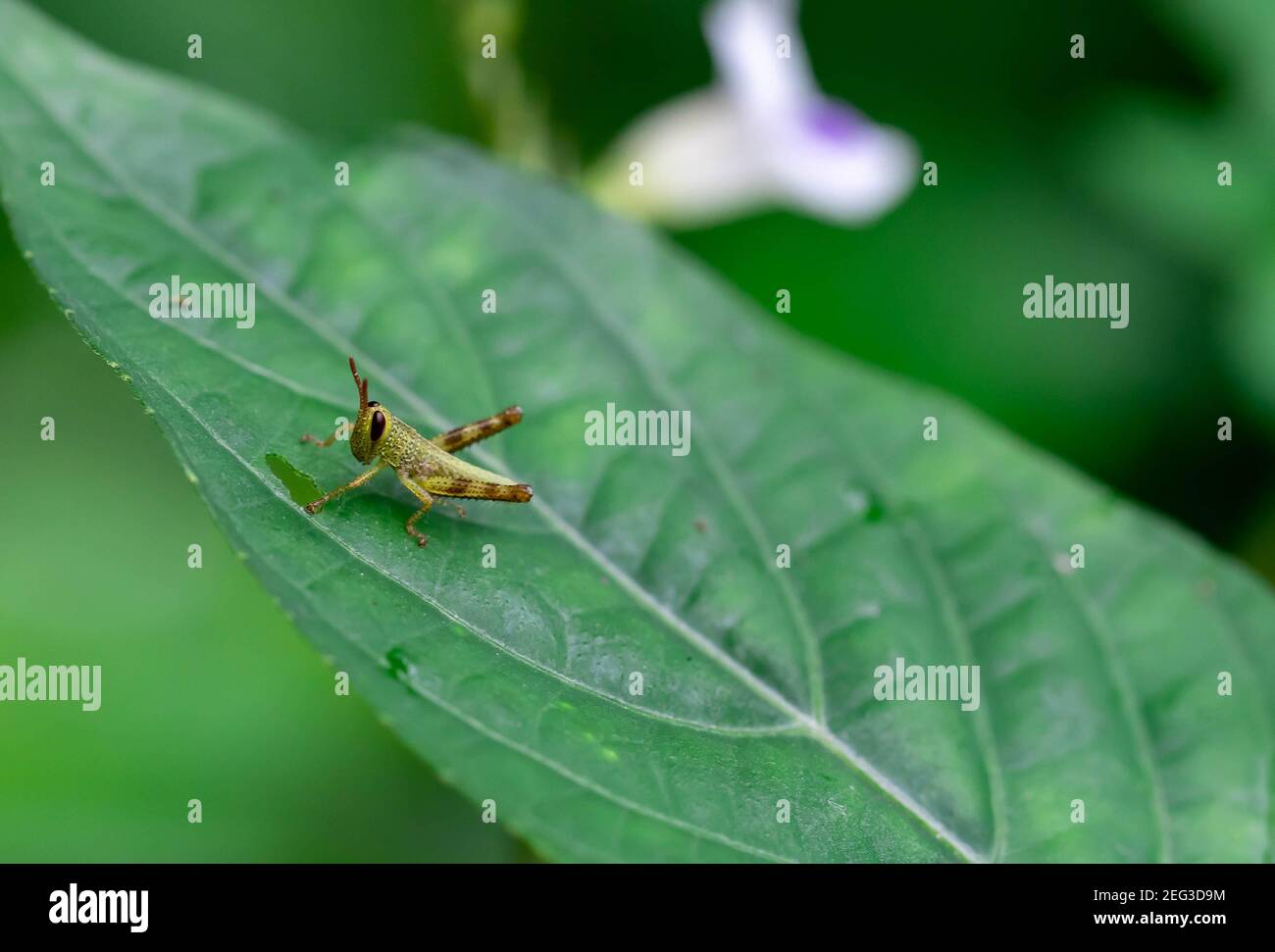 Petite sauterelle se cachant dans le feuillage vert. gros plan macro Banque D'Images