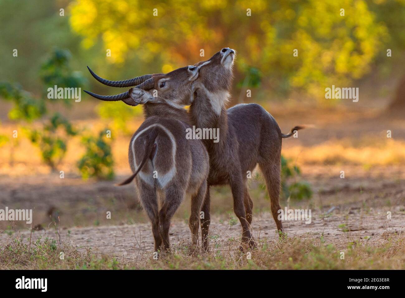 Une paire de taureaux d'Waterbuck Kobus ellipsiprymnus se battent dans le parc national de Mana pools au Zimbabwe. Banque D'Images