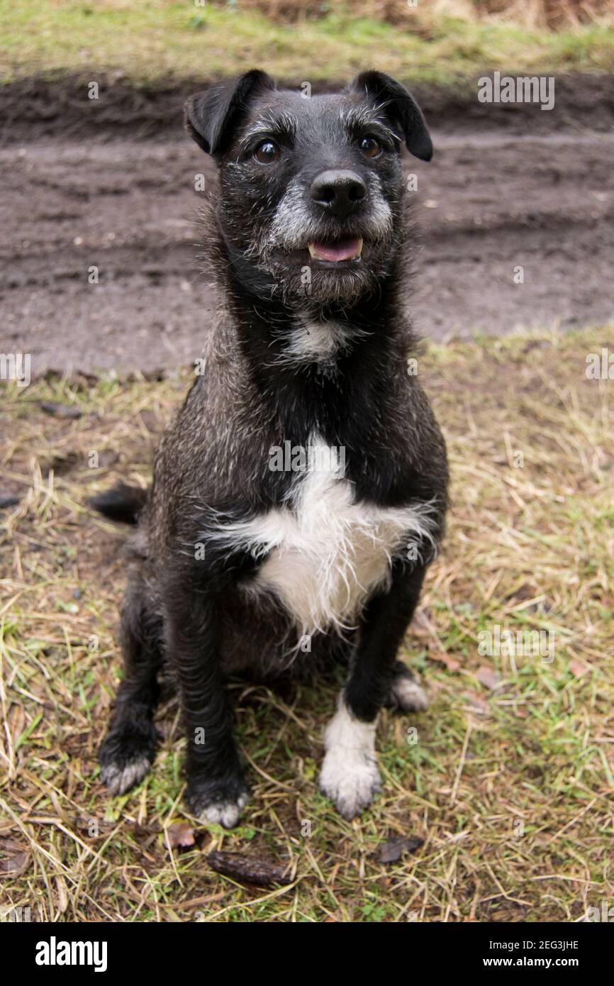 Un petit terrier aimant attend patiemment qu'un bâton soit jeté Banque D'Images