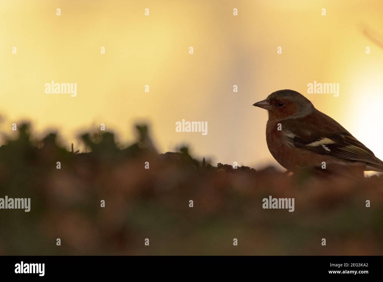 Un seul chaffinch mâle perching dans une cour d'église Banque D'Images