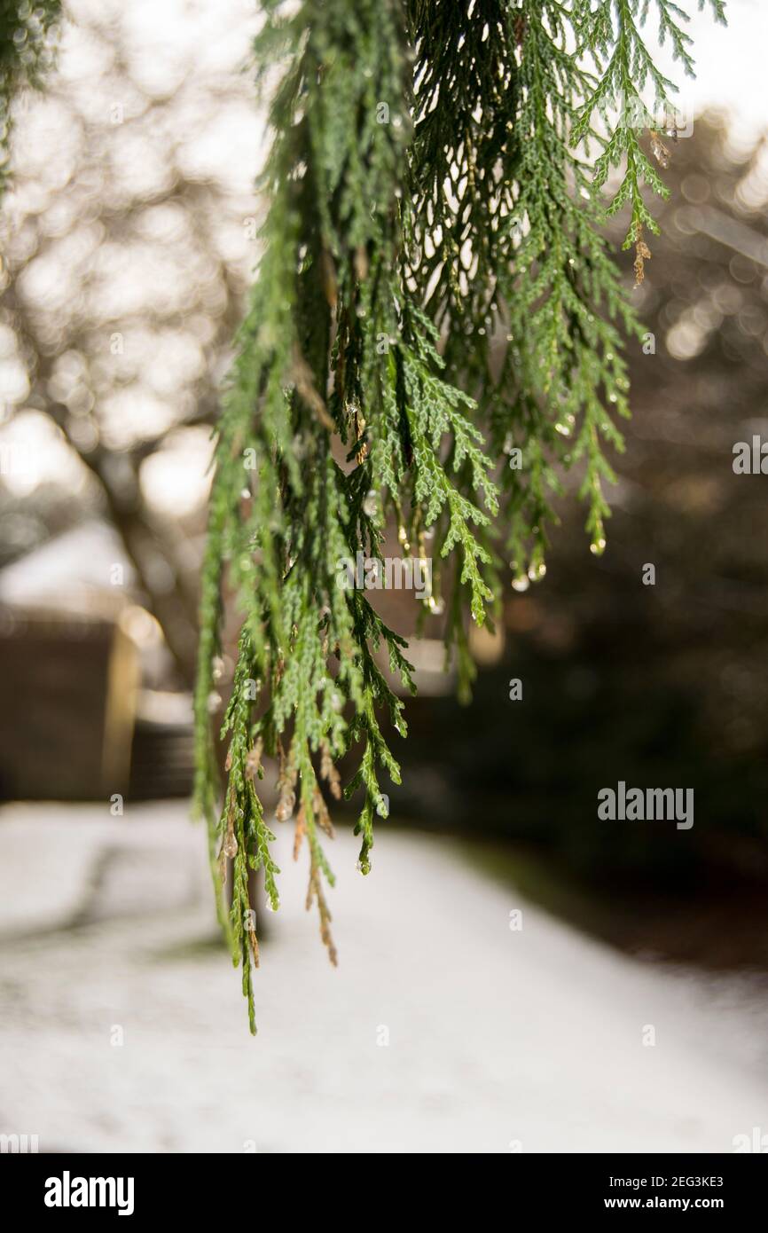 Branche suspendue dans un jardin par une journée enneigée Banque D'Images