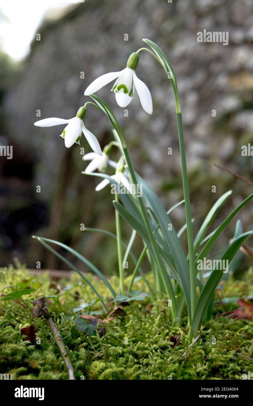 La neige tombe la première fleur de l'année, signifiant le printemps Banque D'Images