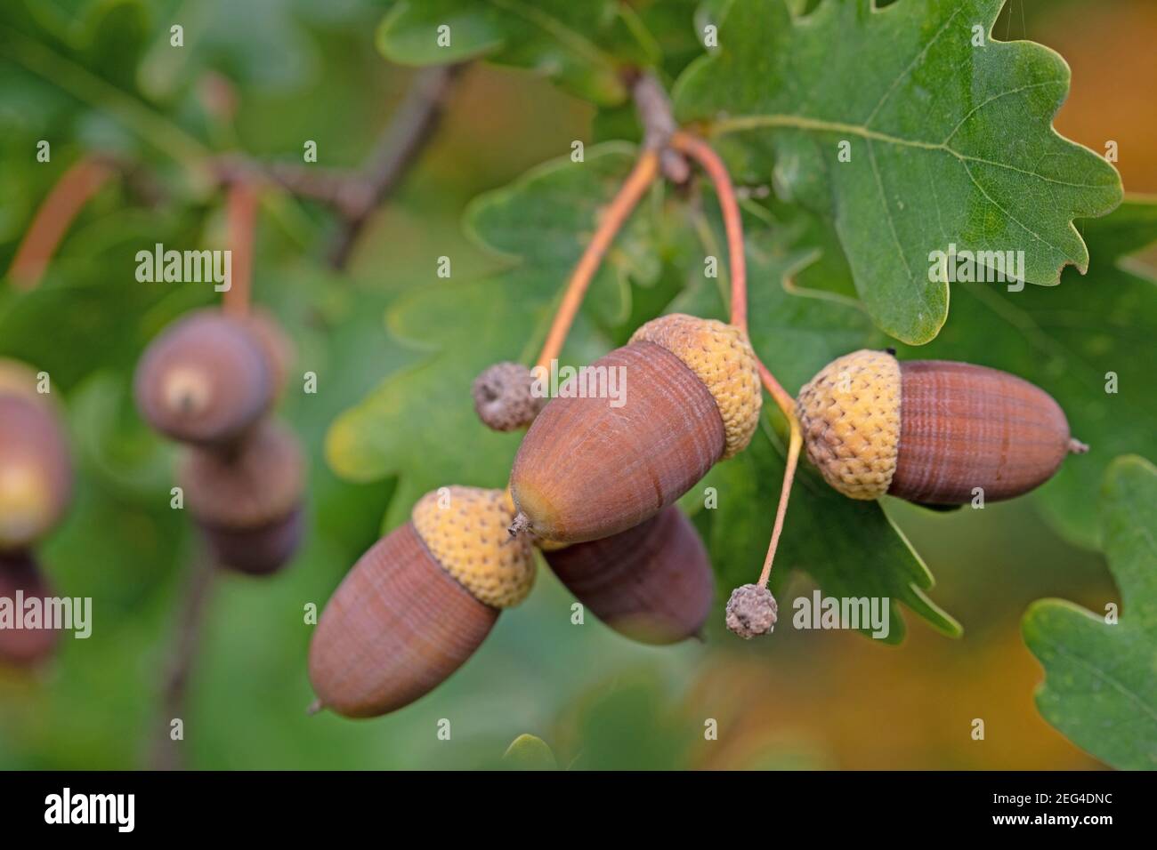 Fruits du chêne anglais, Quercus robur L. Banque D'Images