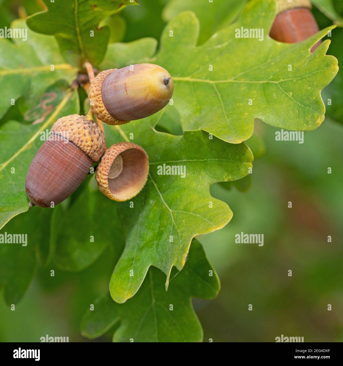 Fruits du chêne anglais, Quercus robur L. Banque D'Images