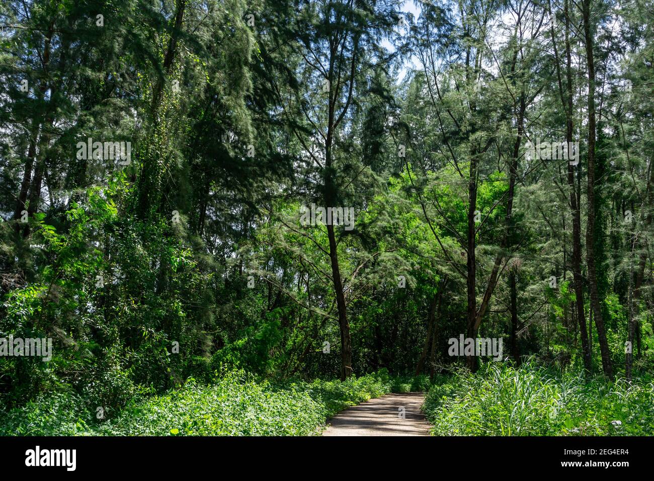 Singapore coney Island piste cyclable. Sentier de randonnée et coucher de soleil dans une belle vue sur les bois, paysage d'été inspirant dans la forêt. Sentier de randonnée ou bikin Banque D'Images