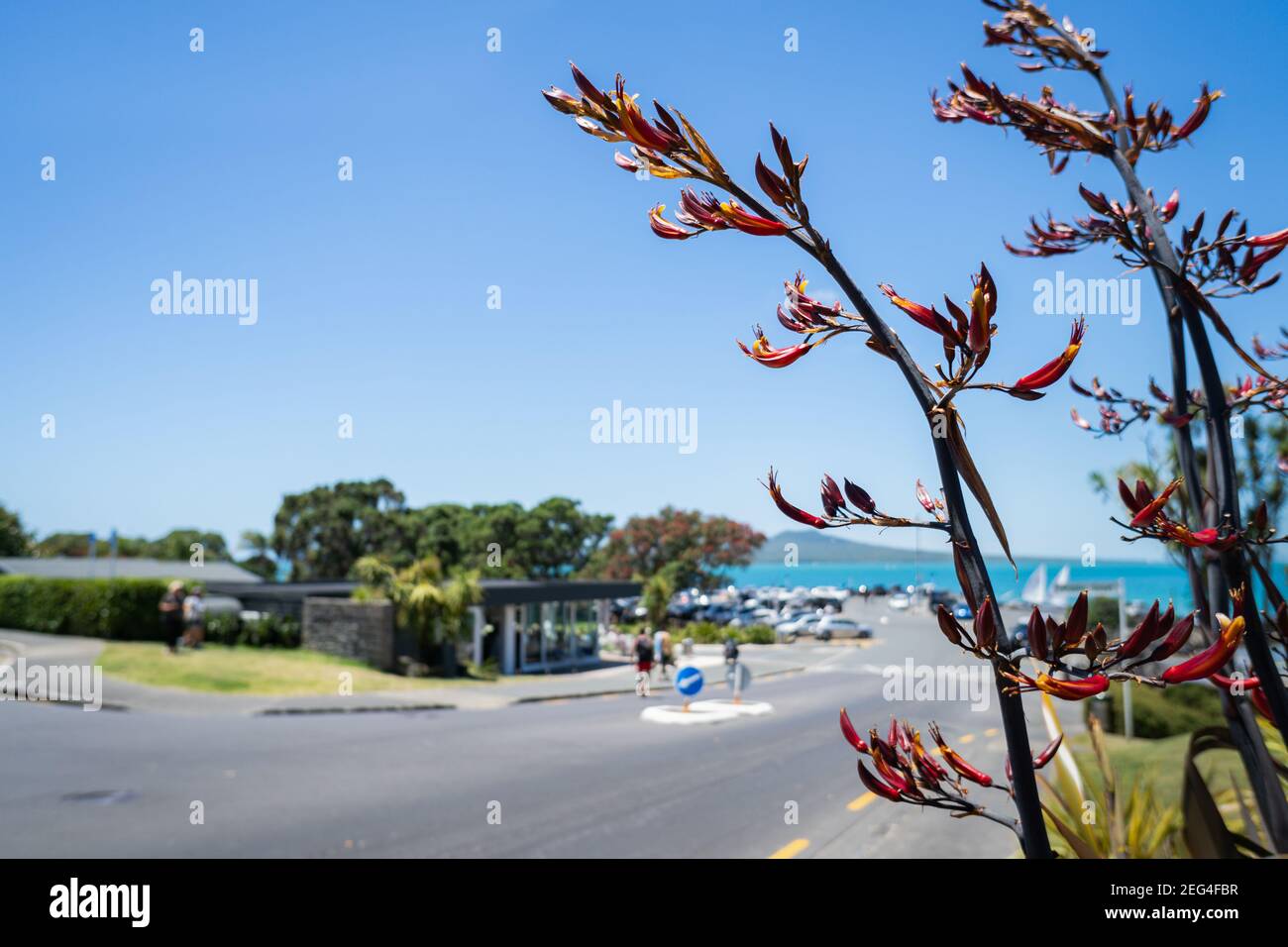 Natif de Nouvelle-Zélande Flax ou Harakeke en fleur à la plage de Takapuna, avec des voitures hors foyer garées au parking et les gens appréciant l'été. Banque D'Images