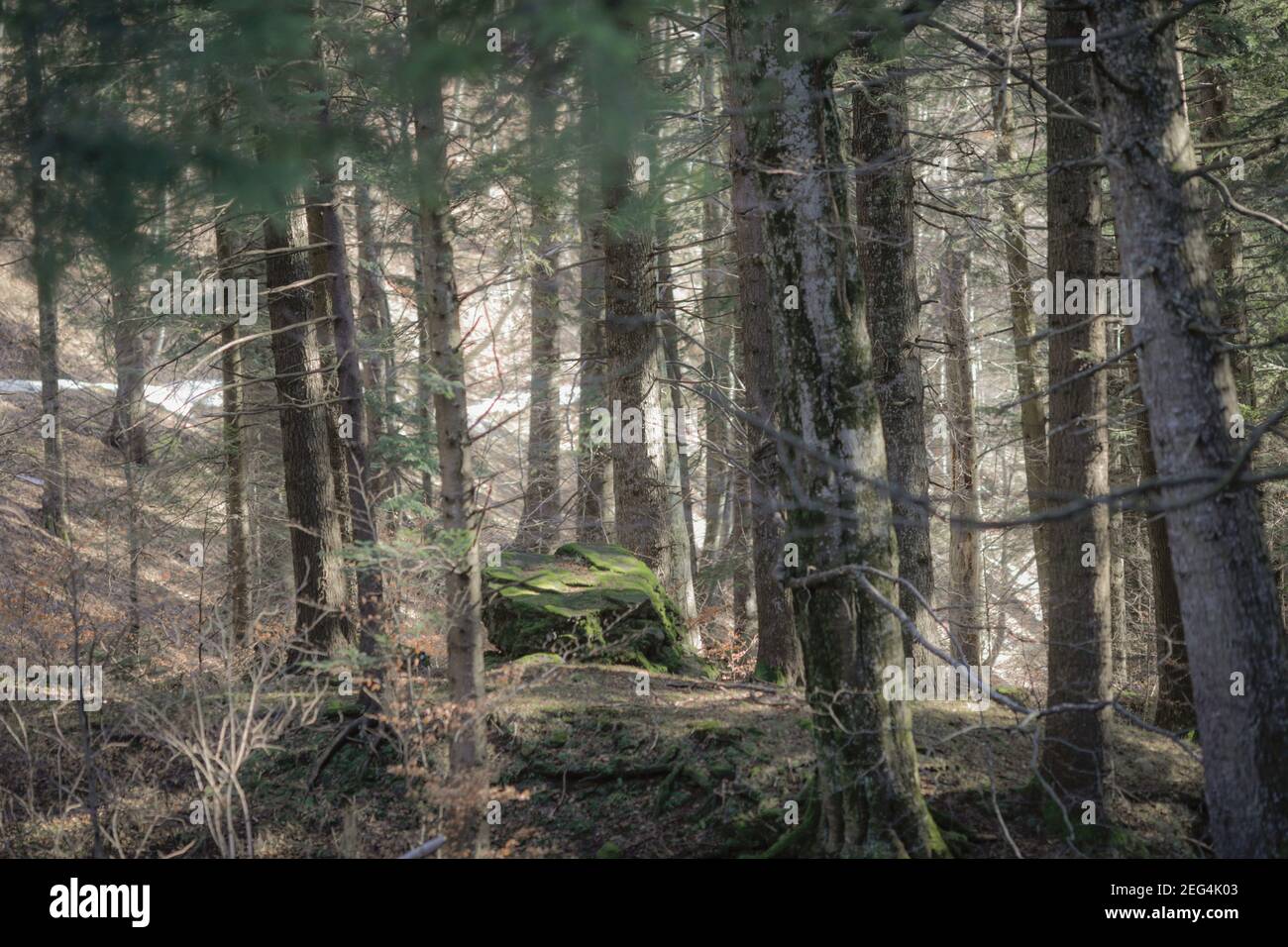 Détails d'une forêt de sapins des montagnes carpathes roumaines. Banque D'Images