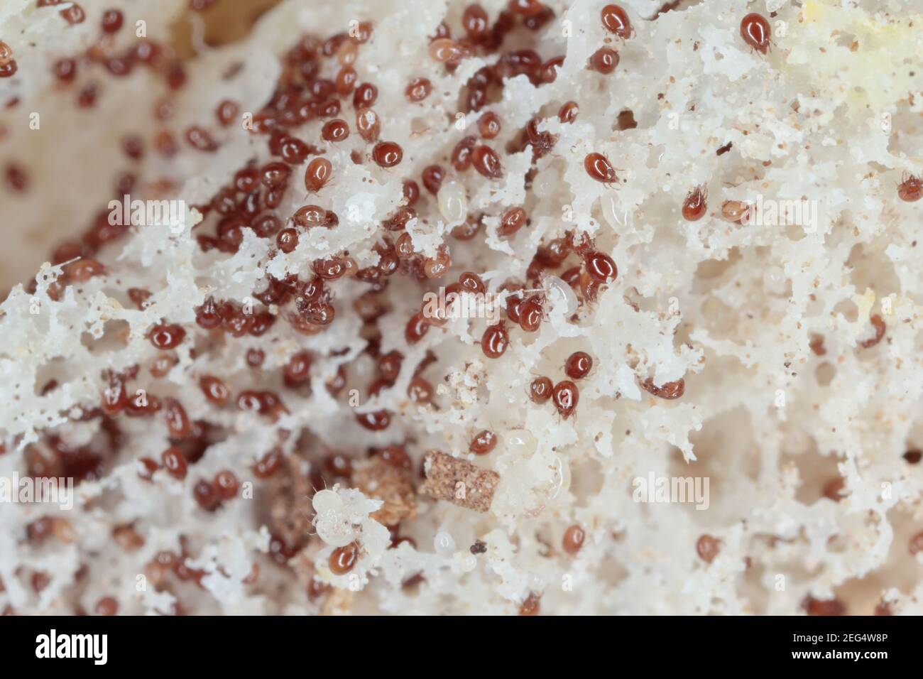 Grossissement des acariens de la famille des acaridae sur le pain moldy sont parasites courants dans le stockage des aliments Banque D'Images