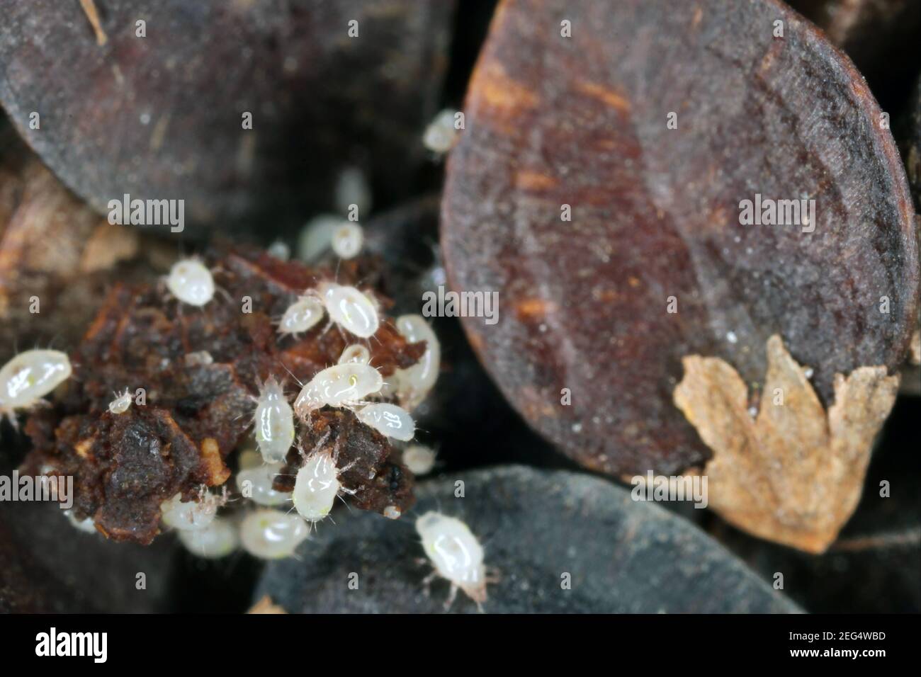 Acariens des acaridae sur les graines de sarrasin. Agrandissement élevé. Banque D'Images