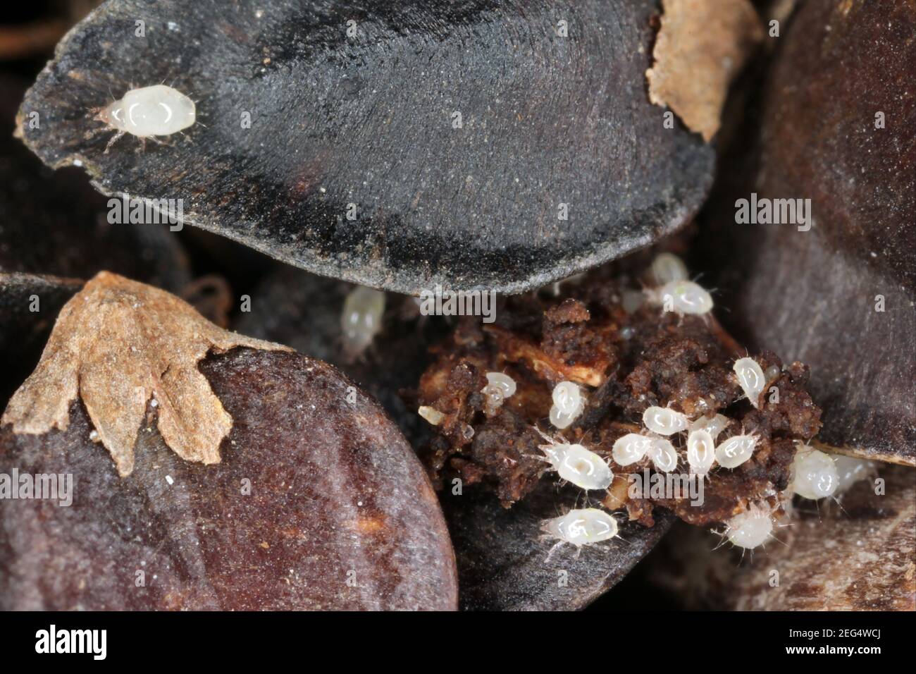 Acariens des acaridae sur les graines de sarrasin. Agrandissement élevé. Banque D'Images
