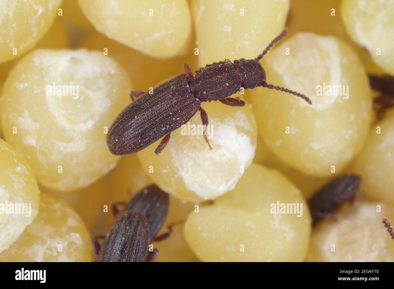 Les coléoptères à grains sciés (Oryzaeiphilus surinamensis). Insectes sur les graines de mil. Banque D'Images