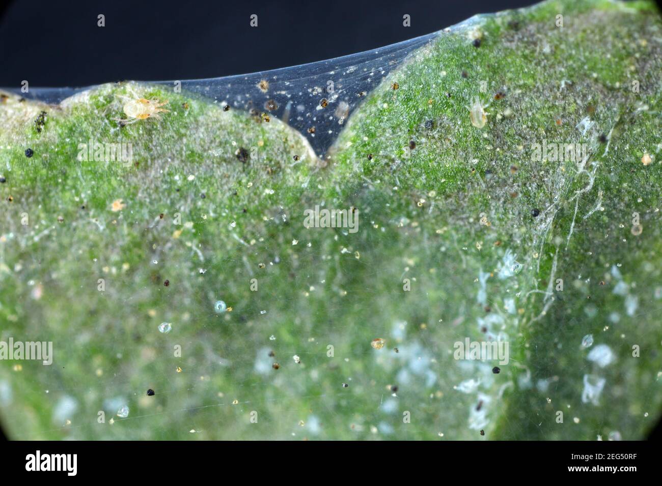 Gros plan d'une masse d'araignées rouges (Tetranychus urticaire) sur la feuille. Exsuviae visible, oeufs, fèces, toiles d'araignée et cellules végétales endommagées. Banque D'Images