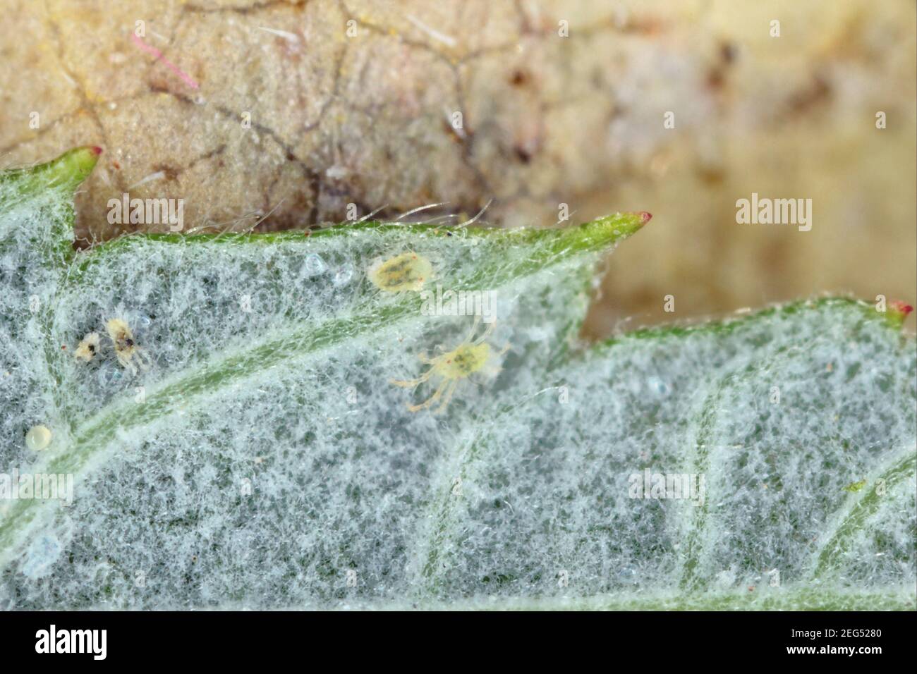 Organismes nuisibles aux cerfs-volants communs de Vitis vinifera - acariens de Grape-Spider sur le dessous d'une feuille de vigne. Banque D'Images