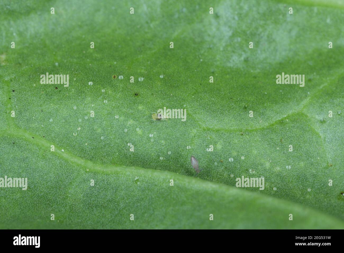 Une araignée microscopique et une queue de printemps sur le dessous de la feuille. Banque D'Images