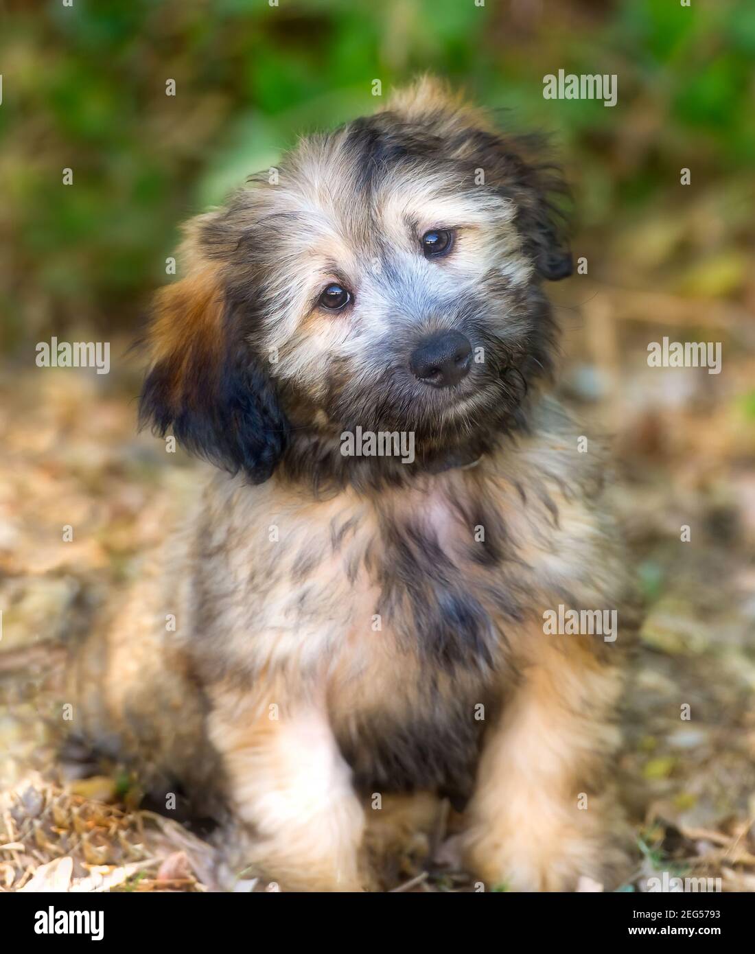 Un joli chien de chiot doux est curieux et adorable Dans un format d'image vertical Banque D'Images