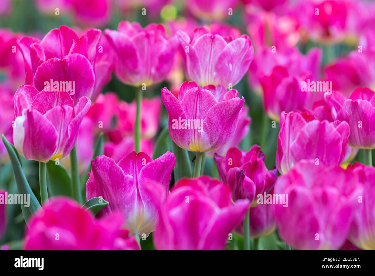 Fleurs de tulipe fraîches et colorées dans le jardin le jour du ...