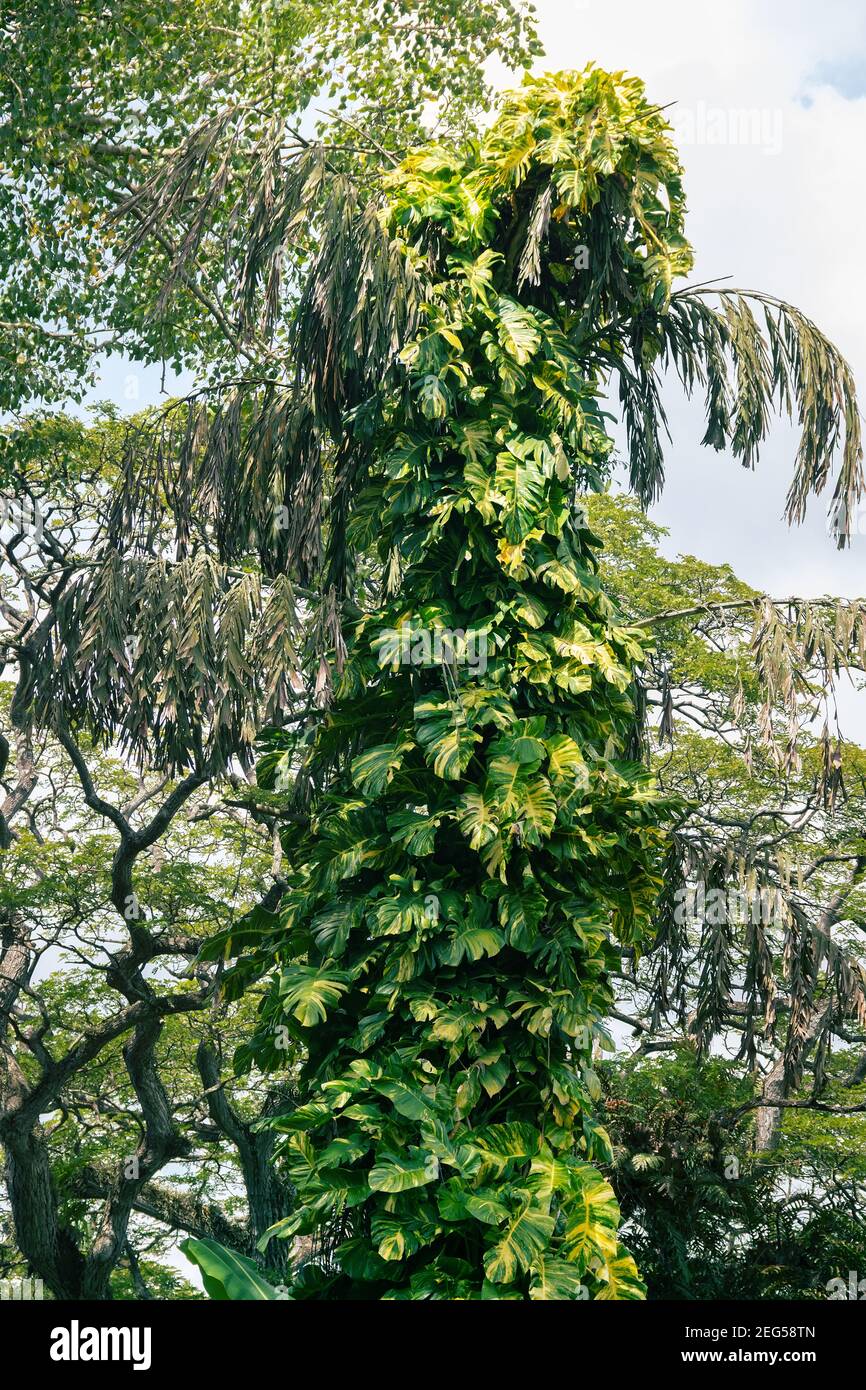 Plantes grimpantes. Monstère (Araceae). Liana arbre oppressif (branches suspendues) sur lequel il repose, vigne toxique dans les forêts de nuages du Sri Lanka, Central Banque D'Images