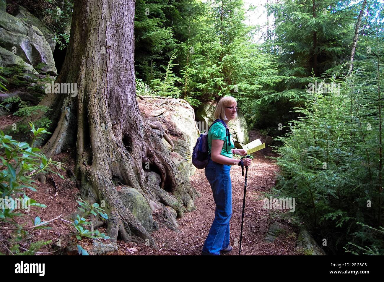 Vieux grand arbre à Cragside Rothbury marcheur marchant marcher personne fille femelle sac à dos chemin chemin bâton livre carte graviers buissons temps arbres Banque D'Images