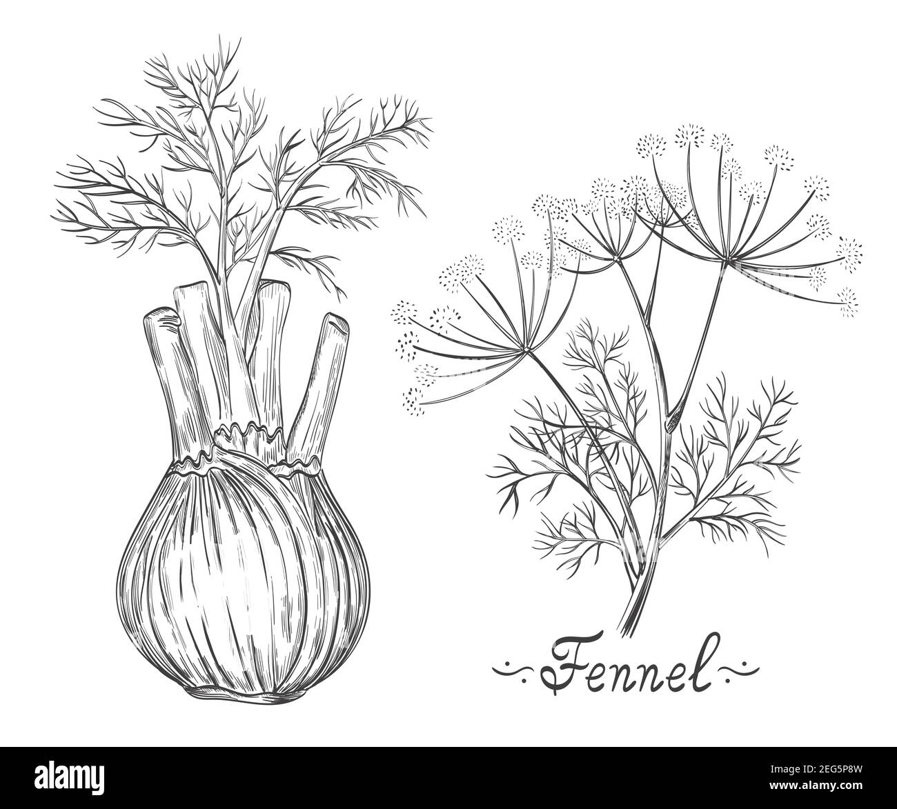 Aneth sauvage Banque d'images vectorielles - Alamy