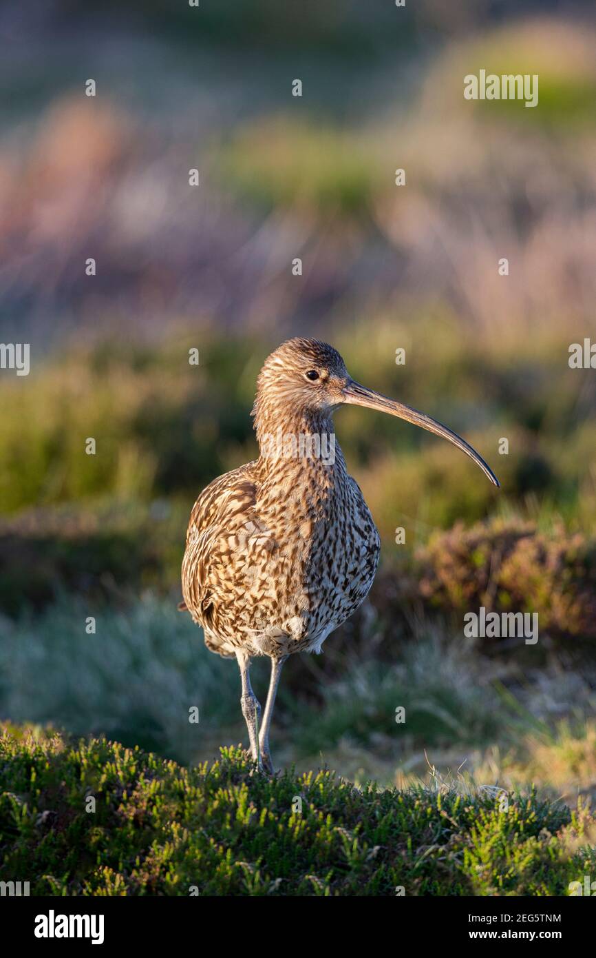 Curlew (Numenius arquata), North Pennines Area of Outstanding Natural Beauty, Durham, Royaume-Uni Banque D'Images