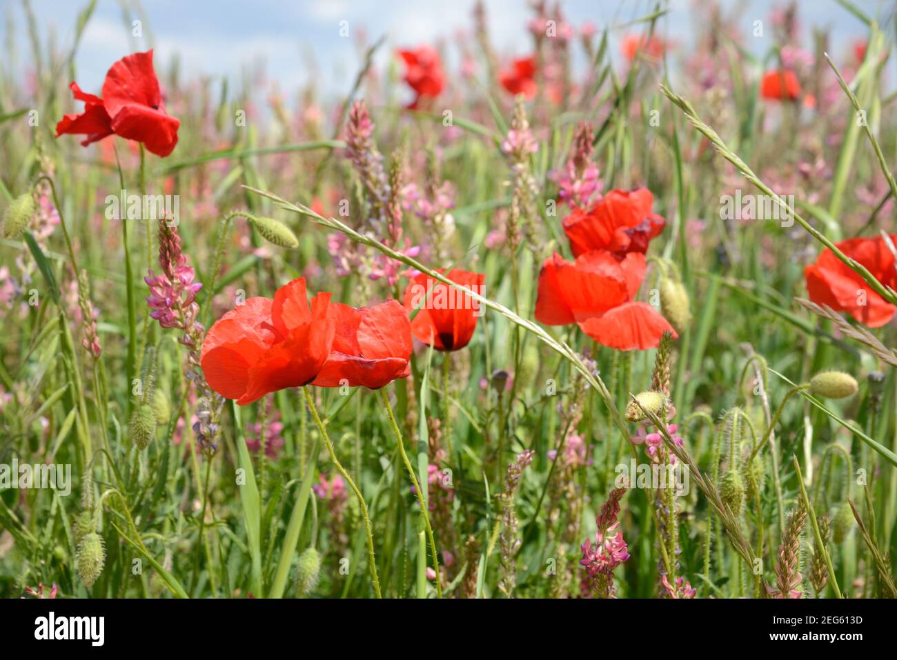 Champ de coquelicots, Papaver somniferum, et commune Sainfoin, Onobrychis viciifolia, Valensole plateau Provence France Banque D'Images