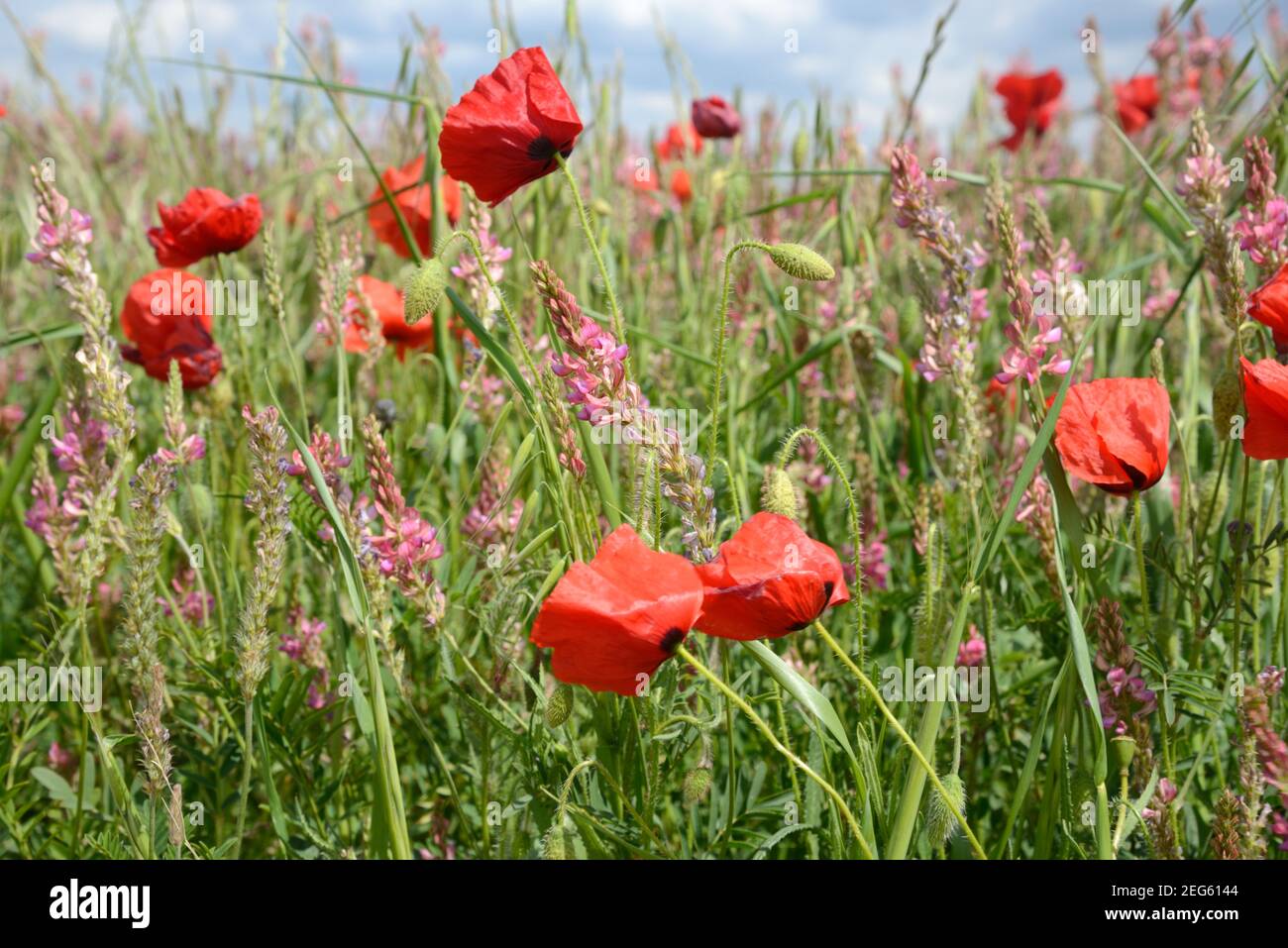 Champ de coquelicots, Papaver somniferum, et commune Sainfoin, Onobrychis viciifolia, Valensole plateau Provence France Banque D'Images