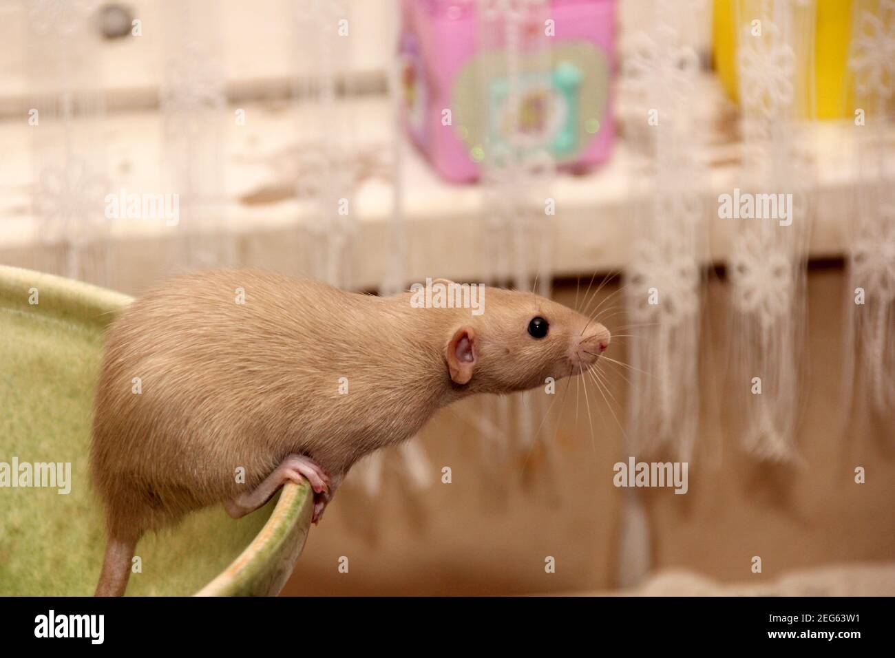 Drôles de rats bruns sont assis sur un grand pot d'argile. Le rat fantaisie est la forme domestiquée de Rattus norvegicus. Décoration maison rat Banque D'Images